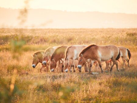 Burgenland: Weltreise ohne Langstrecke Przewalski-Pferde im Nationalpark Neusiedler See – Seewinkel. © Burgenland Tourismus / Peter Podpera